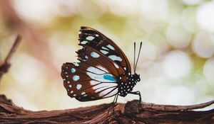 Preview wallpaper butterfly, wings, veins, pattern, tree