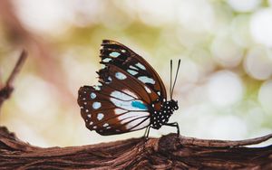 Preview wallpaper butterfly, wings, veins, pattern, tree