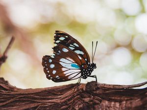 Preview wallpaper butterfly, wings, veins, pattern, tree