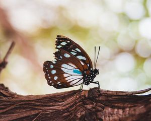 Preview wallpaper butterfly, wings, veins, pattern, tree