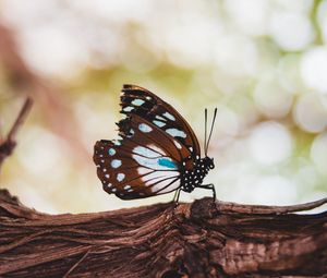 Preview wallpaper butterfly, wings, veins, pattern, tree