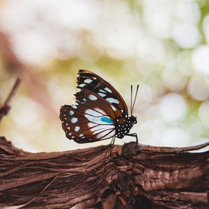 Preview wallpaper butterfly, wings, veins, pattern, tree