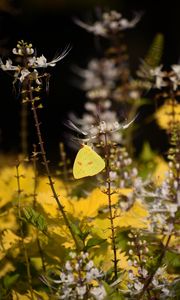 Preview wallpaper butterfly, yellow, flowers, insect, macro