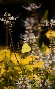 Preview wallpaper butterfly, yellow, flowers, insect, macro