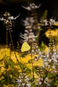 Preview wallpaper butterfly, yellow, flowers, insect, macro