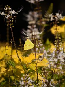 Preview wallpaper butterfly, yellow, flowers, insect, macro