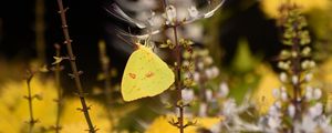 Preview wallpaper butterfly, yellow, flowers, insect, macro