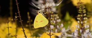 Preview wallpaper butterfly, yellow, flowers, insect, macro