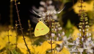 Preview wallpaper butterfly, yellow, flowers, insect, macro