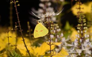 Preview wallpaper butterfly, yellow, flowers, insect, macro