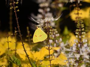 Preview wallpaper butterfly, yellow, flowers, insect, macro