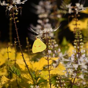 Preview wallpaper butterfly, yellow, flowers, insect, macro