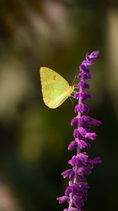 Preview wallpaper butterfly, yellow, insect, flower, macro