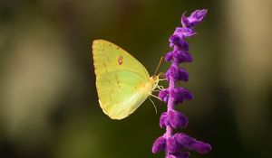 Preview wallpaper butterfly, yellow, insect, flower, macro