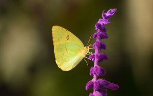 Preview wallpaper butterfly, yellow, insect, flower, macro