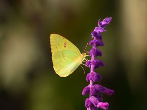 Preview wallpaper butterfly, yellow, insect, flower, macro