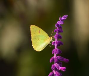 Preview wallpaper butterfly, yellow, insect, flower, macro