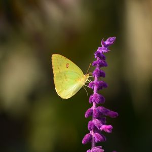 Preview wallpaper butterfly, yellow, insect, flower, macro