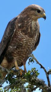 Preview wallpaper buzzard, bird, beak, feathers, branch, leaves