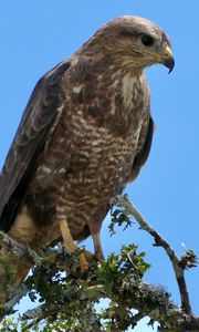 Preview wallpaper buzzard, bird, beak, feathers, branch, leaves