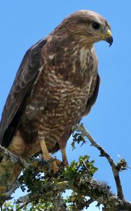 Preview wallpaper buzzard, bird, beak, feathers, branch, leaves