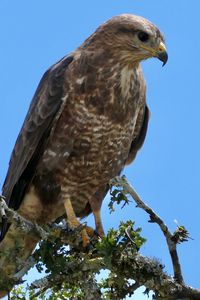 Preview wallpaper buzzard, bird, beak, feathers, branch, leaves