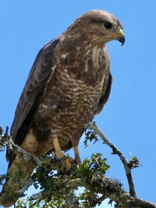 Preview wallpaper buzzard, bird, beak, feathers, branch, leaves