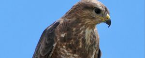 Preview wallpaper buzzard, bird, beak, feathers, branch, leaves