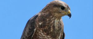 Preview wallpaper buzzard, bird, beak, feathers, branch, leaves