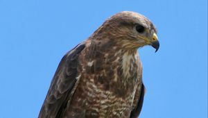 Preview wallpaper buzzard, bird, beak, feathers, branch, leaves