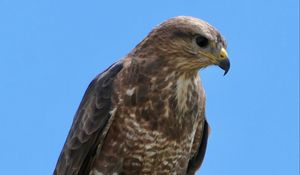 Preview wallpaper buzzard, bird, beak, feathers, branch, leaves