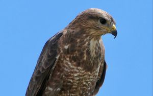 Preview wallpaper buzzard, bird, beak, feathers, branch, leaves