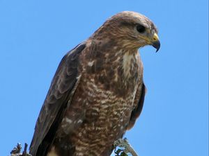 Preview wallpaper buzzard, bird, beak, feathers, branch, leaves