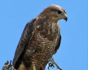 Preview wallpaper buzzard, bird, beak, feathers, branch, leaves