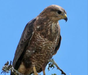 Preview wallpaper buzzard, bird, beak, feathers, branch, leaves