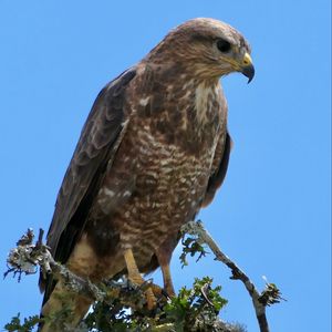 Preview wallpaper buzzard, bird, beak, feathers, branch, leaves