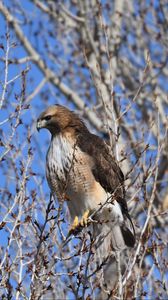 Preview wallpaper buzzard, bird, branch, tree