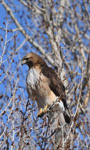 Preview wallpaper buzzard, bird, branch, tree