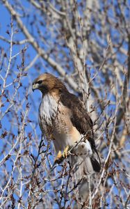 Preview wallpaper buzzard, bird, branch, tree