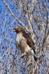 Preview wallpaper buzzard, bird, branch, tree