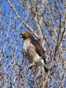 Preview wallpaper buzzard, bird, branch, tree