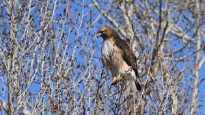 Preview wallpaper buzzard, bird, branch, tree