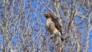 Preview wallpaper buzzard, bird, branch, tree