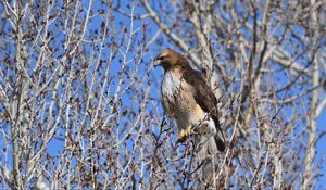 Preview wallpaper buzzard, bird, branch, tree