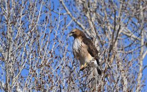 Preview wallpaper buzzard, bird, branch, tree