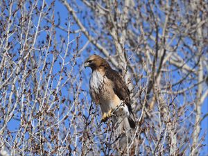 Preview wallpaper buzzard, bird, branch, tree