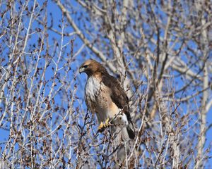 Preview wallpaper buzzard, bird, branch, tree