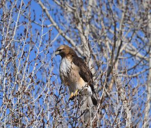 Preview wallpaper buzzard, bird, branch, tree