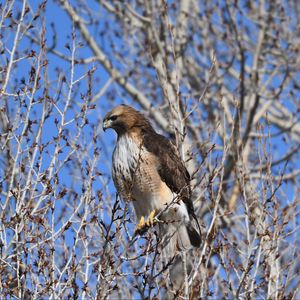 Preview wallpaper buzzard, bird, branch, tree