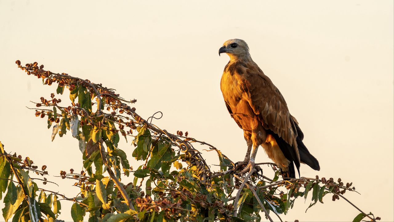 Wallpaper buzzard, bird, branch, wildlife